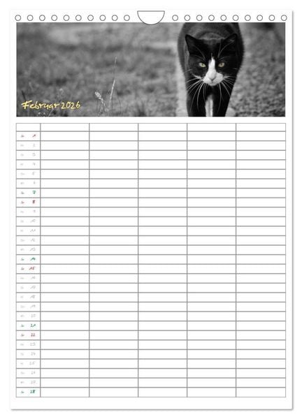 Produktbild: Miezekatzen Planungskalender (Wandkalender 2026 DIN A4 hoch), CALVENDO Monatskalender