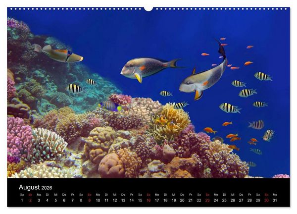 Produktbild: Riffleben - Einfach mal abtauchen (hochwertiger Premium Wandkalender 2026 DIN A2 quer), Kunstdruck in Hochglanz