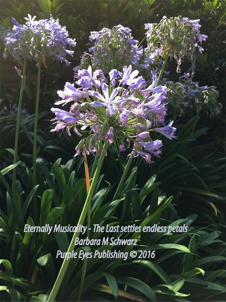 Produktbild: Eternally Musicality - The Last Settles Endless Petals