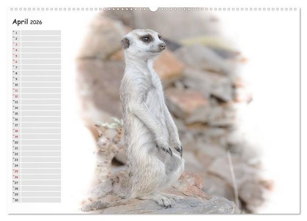 Produktbild: Tierisches Yoga (hochwertiger Premium Wandkalender 2026 DIN A2 quer), Kunstdruck in Hochglanz