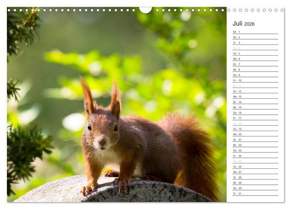 Produktbild: Eichh&ouml;rnchen (Wandkalender 2026 DIN A3 quer), CALVENDO Monatskalender