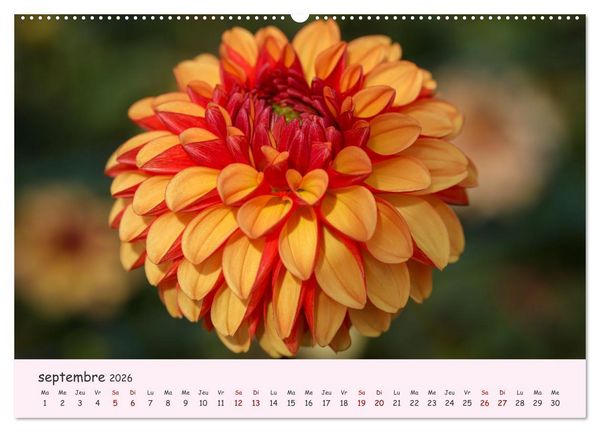 Produktbild: Les Dahlias en pleine floraison (Calendrier mural 2026 DIN A2 vertical), CALVENDO calendrier mensuel