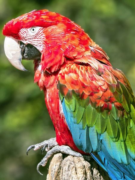 Produktbild: CALVENDO Puzzle Farbenfrohe Papageien: Gr&uuml;nfl&uuml;gel-Ara. | 1000 Teile Lege-Gr&ouml;&szlig;e 64x48cm Foto-Puzzle f&uuml;r gl&uuml;ckliche Stunden