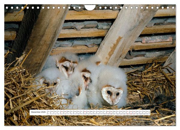 Produktbild: Das Leben der Eulen, die Damen der Nacht (Wandkalender 2026 DIN A4 quer), CALVENDO Monatskalender
