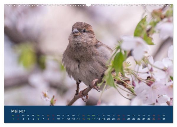 Produktbild: Spatzen-Kalender (hochwertiger Premium Wandkalender 2027 DIN A2 quer), Kunstdruck in Hochglanz