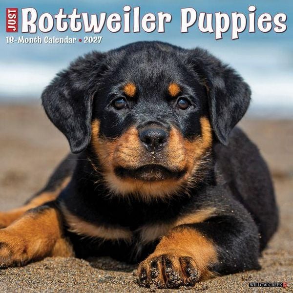 Produktbild: Rottweiler Puppies 2027 12 X 12 Wall Calendar