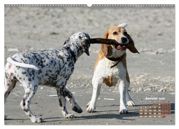 Produktbild: Ein Dalmatiner und ein Beagle - Auf der maritimen Jagd nach dem weltbesten Stock (Wandkalender 2026 DIN A2 quer), CALVENDO Monatskalender