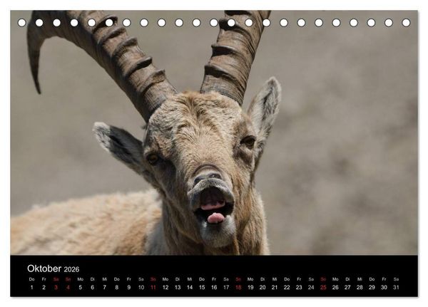 Produktbild: Steinwild in den Schweizer Voralpen (Tischkalender 2026 DIN A5 quer), CALVENDO Monatskalender