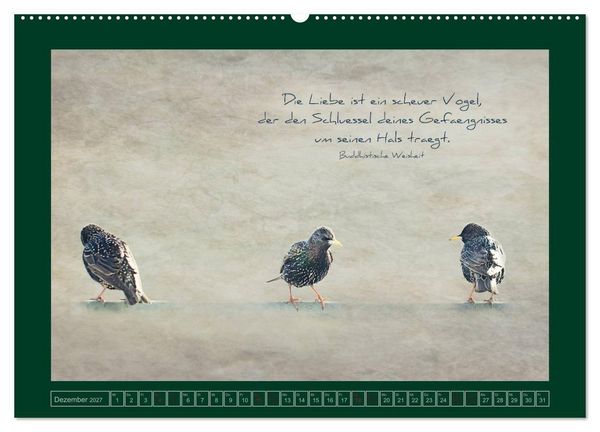 Produktbild: Stare und Weisheiten (Wandkalender 2027 DIN A2 quer), CALVENDO Monatskalender