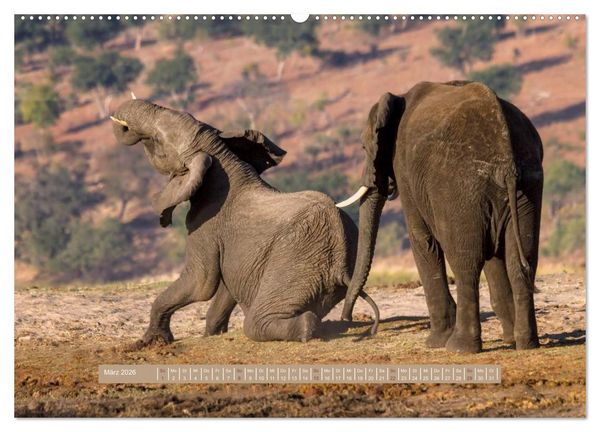Produktbild: Afrikas Tierwelt - Wilde Elefanten (hochwertiger Premium Wandkalender 2026 DIN A2 quer), Kunstdruck in Hochglanz