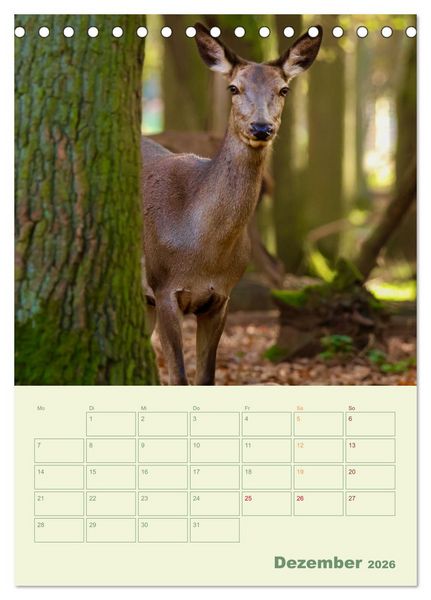 Produktbild: Waldmomente (Tischkalender 2026 DIN A5 hoch), CALVENDO Monatskalender