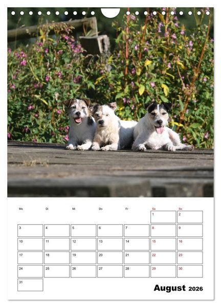 Produktbild: Tender Fellows - Parson Russell Terrier (Wandkalender 2026 DIN A4 hoch), CALVENDO Monatskalender