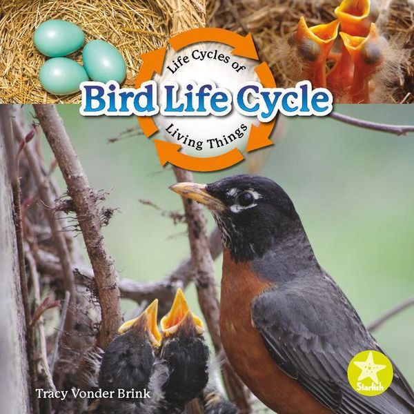 Produktbild: Bird Life Cycle