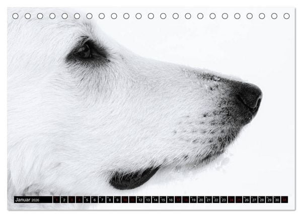 Produktbild: Wei&szlig;e Sch&auml;ferhunde in sch&ouml;nen Landschaften (Tischkalender 2026 DIN A5 quer), CALVENDO Monatskalender