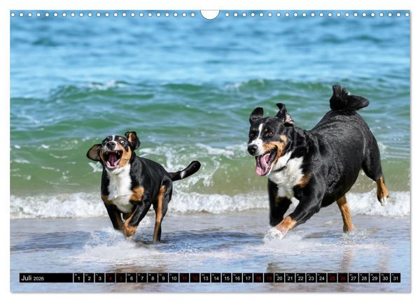 Produktbild: Appenzeller Sennenhunde - Fr&ouml;hliche Kameraden (Wandkalender 2026 DIN A3 quer), CALVENDO Monatskalender