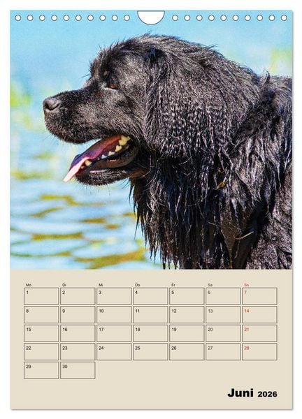Produktbild: Familienplaner Neufundl&auml;nder - Freund und Retter (Wandkalender 2026 DIN A4 hoch), CALVENDO Monatskalender