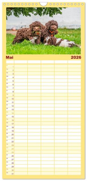 Produktbild: Familienplaner 2026 - Lagotto Romagnolo - der Tr&uuml;ffelhund Italiens mit 5 Spalten (Wandkalender, 21 x 45 cm) CALVENDO
