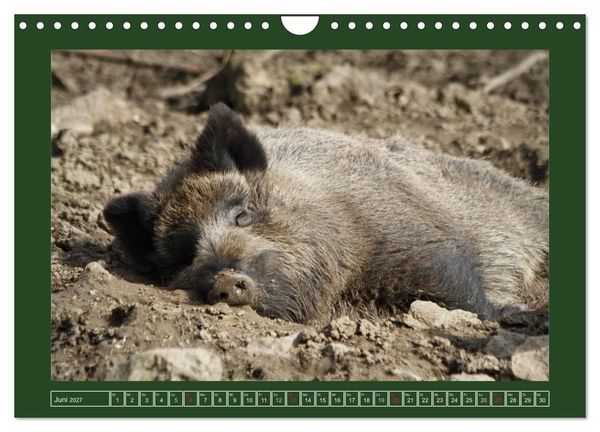 Produktbild: Schweinkram - Die Wildschweine sind los (Wandkalender 2027 DIN A4 quer), CALVENDO Monatskalender