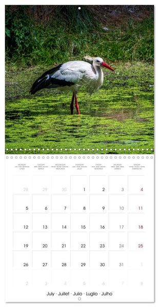Produktbild: Whispers of Wings (Wall Calendar 2027 12 &times; 12 Inch) CALVENDO 12 Month Wall Calendar
