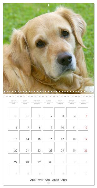 Produktbild: Happy Golden Retriever (Wall Calendar 2026 12 &times; 12 Inch) CALVENDO 12 Month Wall Calendar