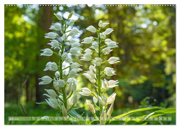Produktbild: Orchideenzeit auf der Schw&auml;bischen Alb (hochwertiger Premium Wandkalender 2026 DIN A2 quer), Kunstdruck in Hochglanz