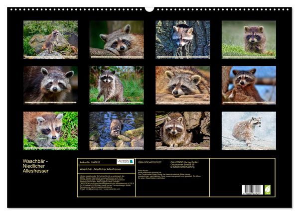 Produktbild: Waschb&auml;r - Niedlicher Allesfresser (Wandkalender 2026 DIN A2 quer), CALVENDO Monatskalender