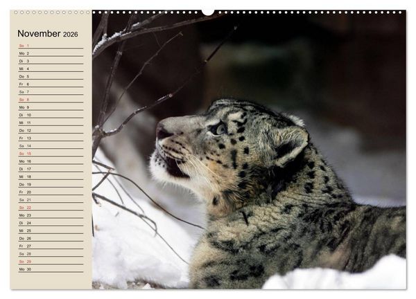 Produktbild: Schneeleoparden. Geschmeidige Gebirgsj&auml;ger (hochwertiger Premium Wandkalender 2026 DIN A2 quer), Kunstdruck in Hochglanz