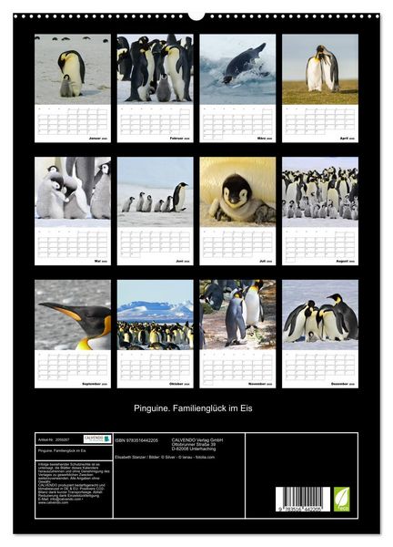 Produktbild: Pinguine. Familiengl&uuml;ck im Eis (hochwertiger Premium Wandkalender 2026 DIN A2 hoch), Kunstdruck in Hochglanz
