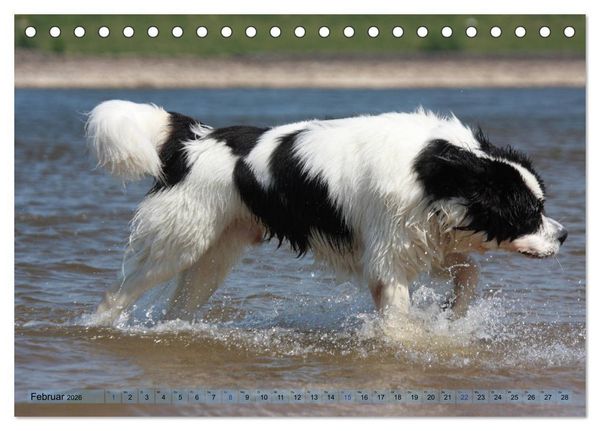 Produktbild: Landseer - Das Wasser ist ihr Element (Tischkalender 2026 DIN A5 quer), CALVENDO Monatskalender