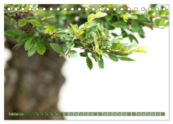 Produktbild: Bonsai ganz nah (Tischkalender 2026 DIN A5 quer), CALVENDO Monatskalender