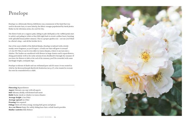 Produktbild: Roses