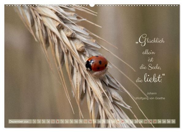Produktbild: Marienk&auml;fer & Zitate - Sieben Punkte zum Gl&uuml;ck (Wandkalender 2026 DIN A2 quer), CALVENDO Monatskalender