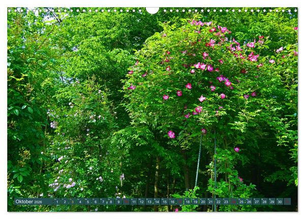 Produktbild: Rosengarten auf dem Beutig (Wandkalender 2026 DIN A3 quer), CALVENDO Monatskalender