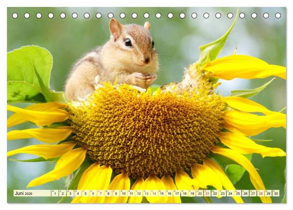 Produktbild: Sonnenblumen. Das Strahlen des Sommers (Tischkalender 2026 DIN A5 quer), CALVENDO Monatskalender