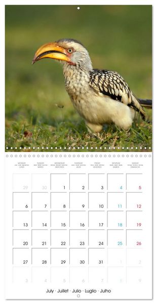 Produktbild: Au gr&eacute; des plumes (Calendrier mural carr&eacute; 2026 30x30 cm) Calendrier double avec une page pour vos prises de notes