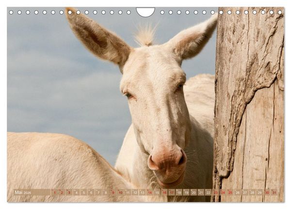 Produktbild: Wei&szlig;e Esel - M&auml;rchenhafte Langohren (Wandkalender 2026 DIN A4 quer), CALVENDO Monatskalender
