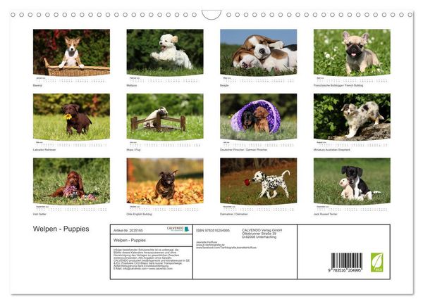 Produktbild: Welpen - Puppies (Wandkalender 2026 DIN A3 quer), CALVENDO Monatskalender