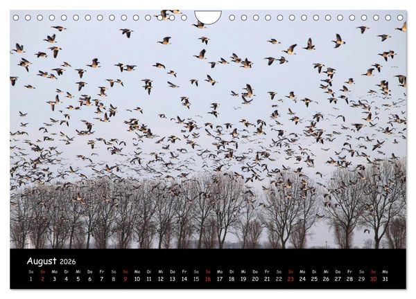 Produktbild: Schrei der Wildg&auml;nse (Wandkalender 2026 DIN A4 quer), CALVENDO Monatskalender