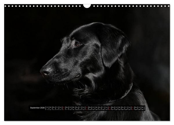 Produktbild: Flatcoated Retriever Black Edition (Wandkalender 2026 DIN A3 quer), CALVENDO Monatskalender