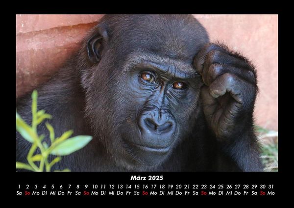 Produktbild: Welt der Affen 2025 Fotokalender DIN A3