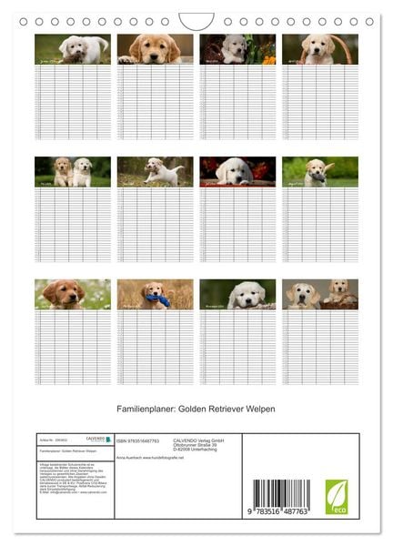 Produktbild: Familienplaner: Golden Retriever Welpen (Wandkalender 2026 DIN A4 hoch), CALVENDO Monatskalender