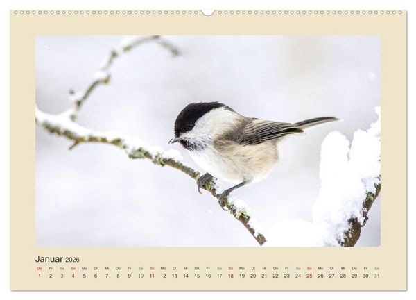 Produktbild: Tiere im Wald. Bezaubernde Begegnungen (hochwertiger Premium Wandkalender 2026 DIN A2 quer), Kunstdruck in Hochglanz