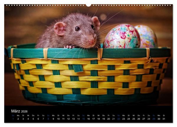 Produktbild: Ratten. Die gro&szlig;e Welt der kleinen Nager (Wandkalender 2026 DIN A2 quer), CALVENDO Monatskalender