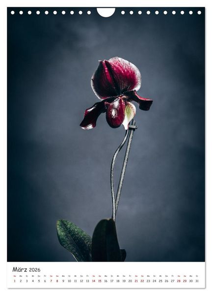 Produktbild: Orchideen Zauber (Wandkalender 2026 DIN A4 hoch), CALVENDO Monatskalender