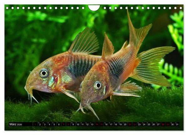 Produktbild: Beliebte Fische der Welt (Wandkalender 2026 DIN A4 quer), CALVENDO Monatskalender