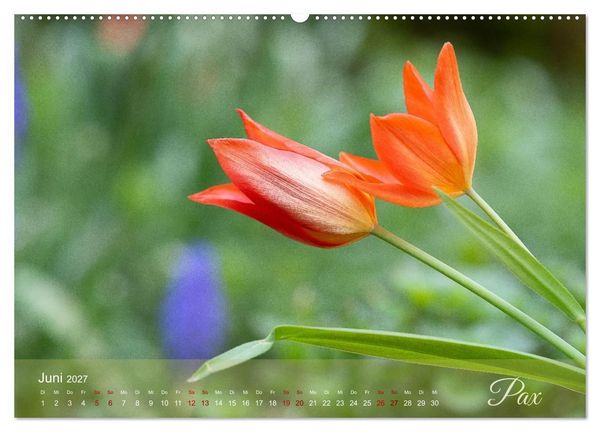 Produktbild: Tulipa et Verba &ndash; Tulpenbl&uuml;ten und stille W&ouml;rter (hochwertiger Premium Wandkalender 2027 DIN A2 quer), Kunstdruck in Hochglanz