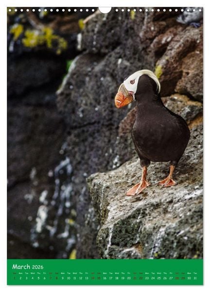 Produktbild: Our wild nature, American birds (Wall Calendar 2026 DIN A3 portrait), CALVENDO 12 Month Wall Calendar