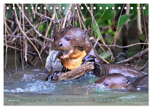 Produktbild: Riesenotter - Flussw&ouml;lfe im Pantanal (Tischkalender 2026 DIN A5 quer), CALVENDO Monatskalender