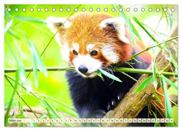 Produktbild: Roter Panda. Die superknuddeligen Katzenb&auml;ren (Tischkalender 2026 DIN A5 quer), CALVENDO Monatskalender