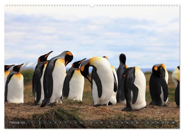 Produktbild: Pinguine in Patagonien (hochwertiger Premium Wandkalender 2026 DIN A2 quer), Kunstdruck in Hochglanz